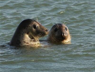 zeehond